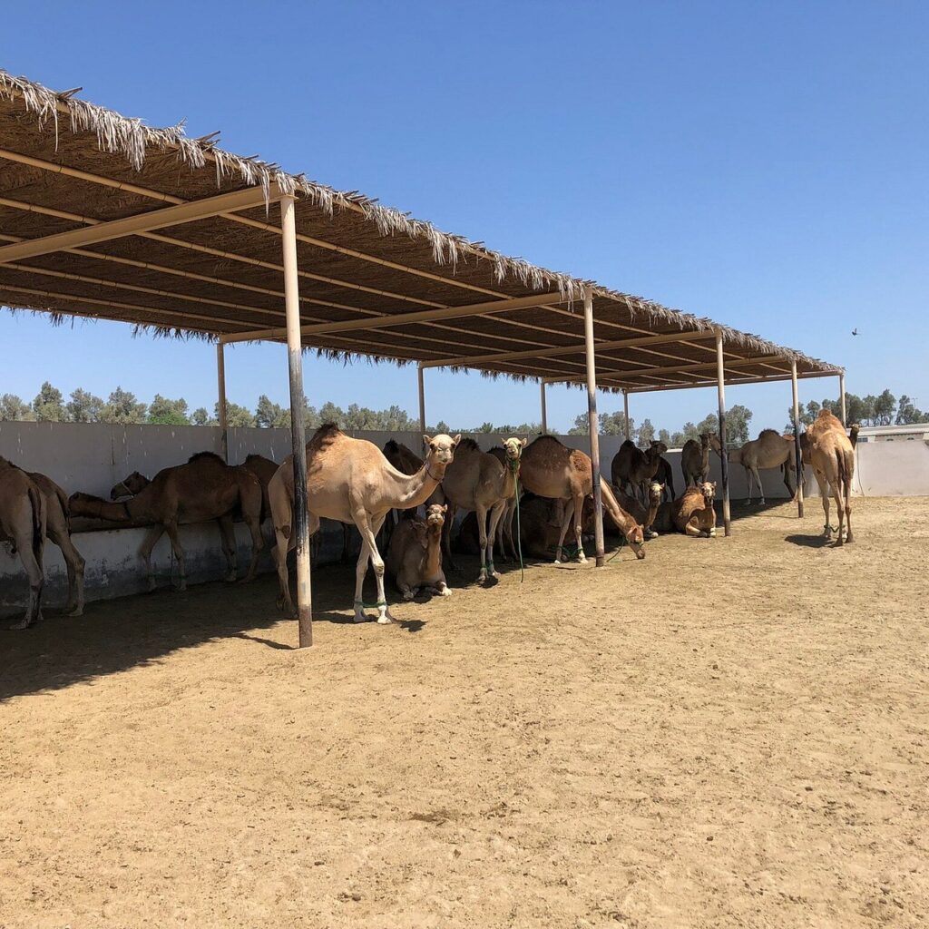 Royal Camel Farm – Bahrain Tour Options